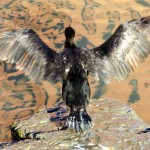 img_0009-cormorant