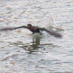 img_0023-cormorant-taking-off