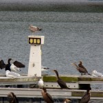 Cormorants & Gulls at IBay 10-27-13