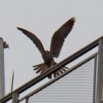 Juvie Peregrine on Seneca Towers 10-4-13