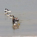 Duck Decoys on Lake Ontario 10-26-13