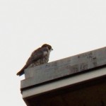 Tiercel at BS 10-5-13