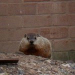 Groundhog at BS - I felt like I was being Watched! 10-19-13