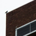 Tiercel Above Pigott at BS -10-5-13