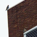 Tiercel Above Pigott at BS -10-5-13