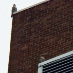 Tiercel Above Pigott at BS -10-5-13