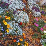 13-summerville-flowers-10-12-13