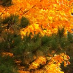 Evergreen and Fall Foliage 10-19-13