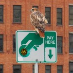 Red-tailed Hawk on the BSB 10-20-13