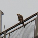 Juvie Peregrine on Seneca Towers 10-4-13