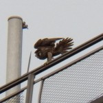 Juvie Peregrine on Seneca Towers 10-4-13