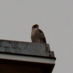 Tiercel at BS 10-5-13