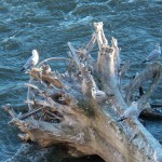 A Tree in the River - The Gulls Like it -10-8-13