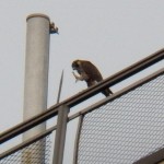 Juvie Peregrine on Seneca Towers 10-4-13