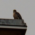 Tiercel at BS 10-5-13