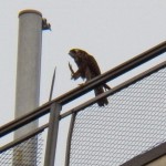 Juvie Peregrine on Seneca Towers 10-4-13