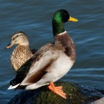 6-duck-mates-sharing-a-rock-10-13-13
