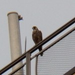 Juvie Peregrine on Seneca Towers 10-4-13