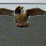 Tiercel at BS 10-5-13