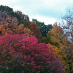 7-fall-foliage-10-23-13