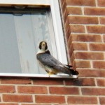 Tiercel at BS 10-5-13