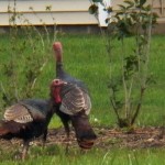 Turkeys at BS Gobble Gobble! 10-6-13
