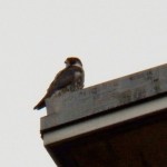 Tiercel at BS 10-5-13