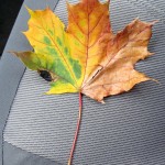 img_0001-many-colors-in-one-leaf
