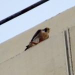 img_0014-looks-like-a-red-tail-on-that-prey-cardinal-oh-no