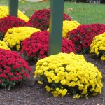 img_0036-pretty-mums