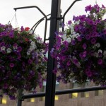 img_0036-pretty-purple-petunias