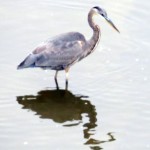 img_0039-gbh