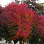 img_0052-colors-in-my-neighborhood