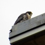 img_0064-tiercel