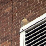 img_0068-pigott-watching-starlings