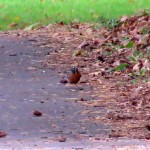 img_0093-robin-red-breast
