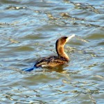 img_0098-1-lonely-cormorant-on-north-side-of-bsb