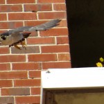 img_0138-dc-off-to-chase-a-hawk