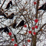 Crows and Apples 11-27-13