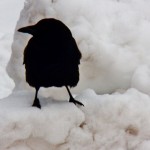 Snow Crow at BS 11-27-13