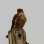 Merlin Hunting in Greece NY 11-9-13