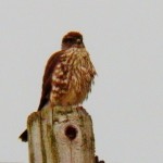 Merlin Hunting in Greece NY 11-9-13