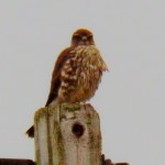 Merlin Hunting in Greece NY 11-9-13