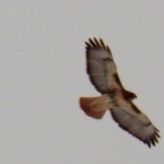 Red-tail Hawk over BS 11-30-13