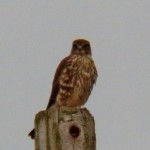 Merlin Hunting in Greece NY 11-9-13