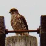 Merlin Hunting in Greece NY 11-9-13