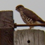 Merlin Hunting in Greece NY 11-9-13