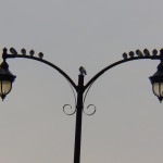 Pigeons on Light Pole at Charlotte 11-30-13