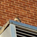 Pigott Eating on South Side Vent 11-29-13