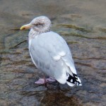 Herring Gull I Think 11-7-13